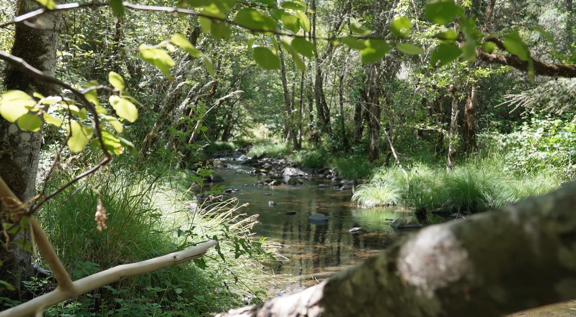 Creek restoration site in the field