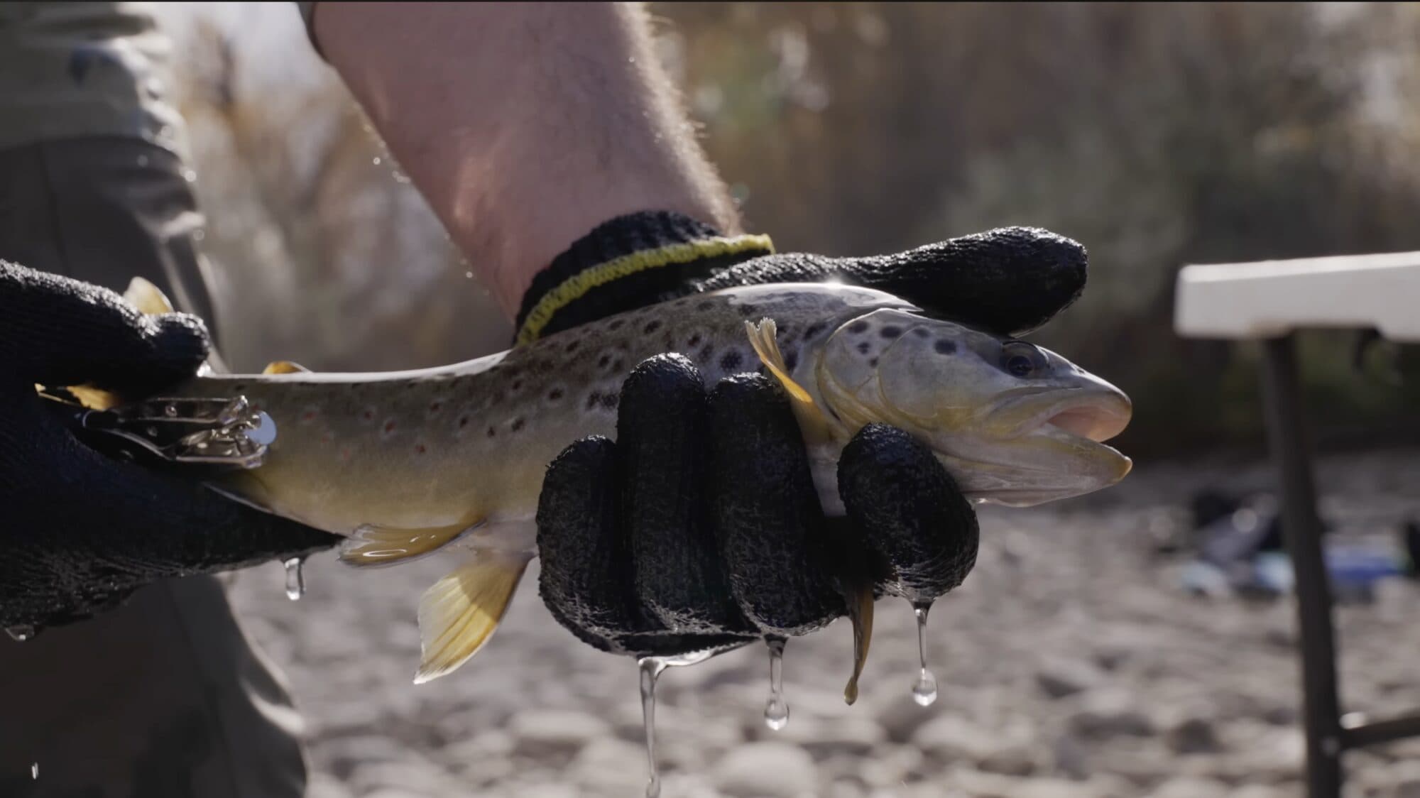 Fish and aquatic conservation work